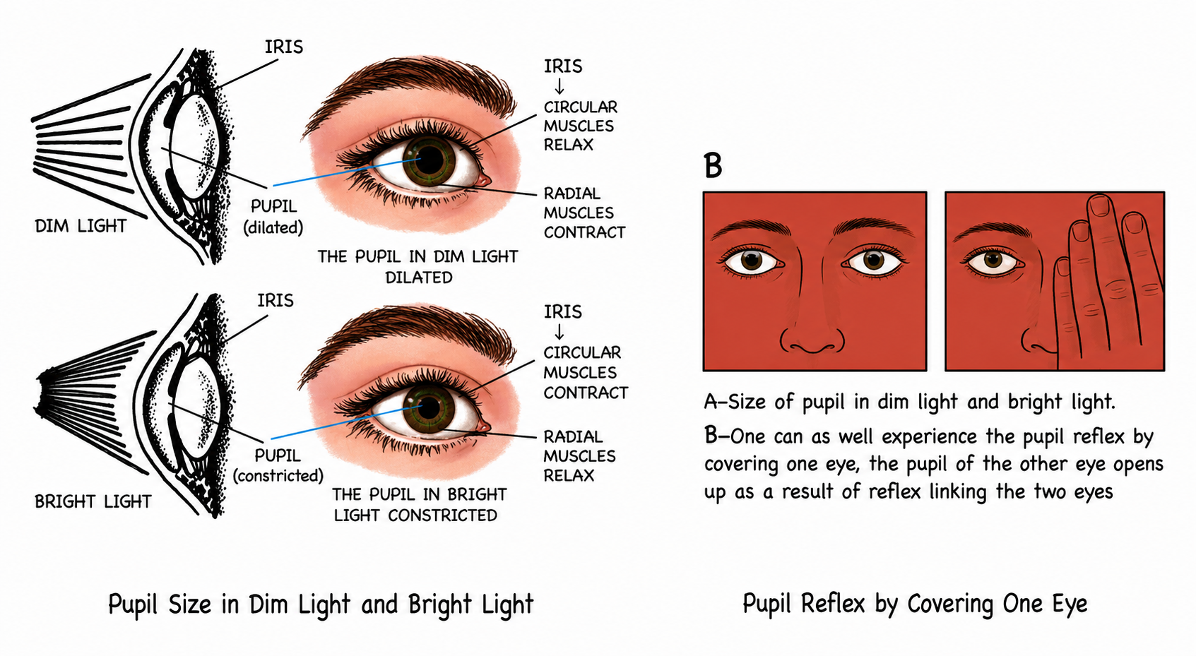 Fig 9.14: Size of pupil in dim light and bright light